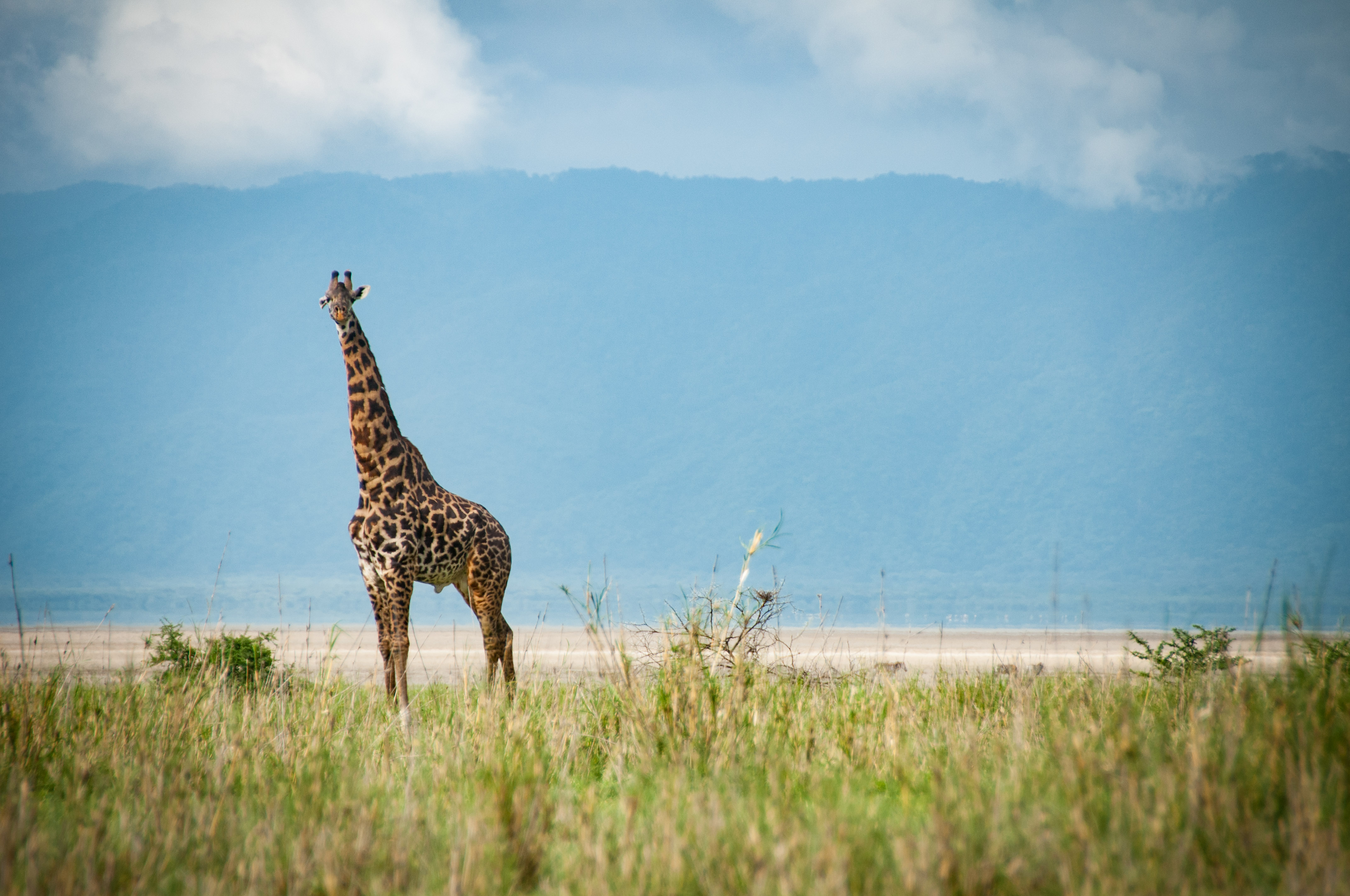 See breath-taking wildlife in it's natural form.